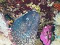 port cros 20-08 032